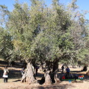 Olea europaea L. - Um dos seres vivos mais velhos do mundo
