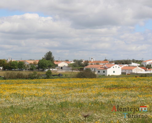 Campos com flores amarelas e brancas