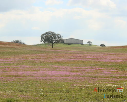 Campos cor de rosa