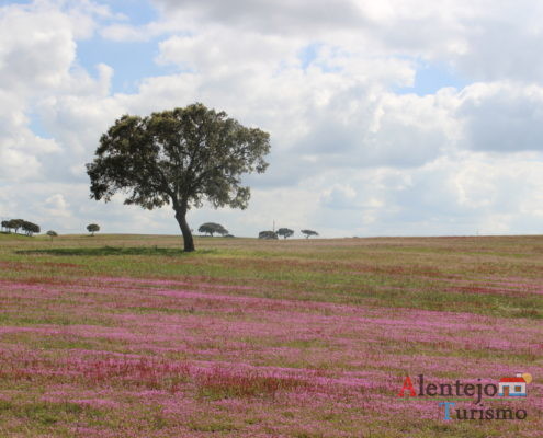 Campos cor de rosa