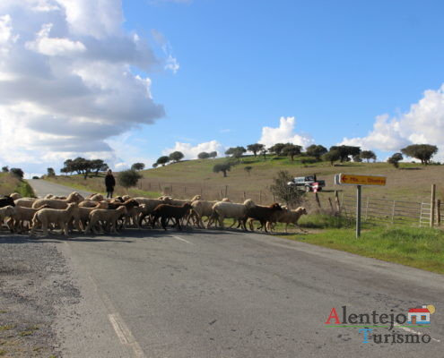 mudança de pasto das ovelhas: rebanho a atravessar a estrada