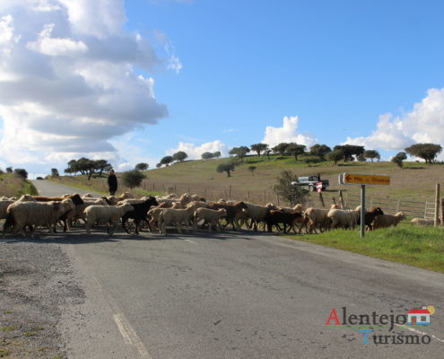 Mudança de pasto das ovelhas: rebanho a atravessar a estrada
