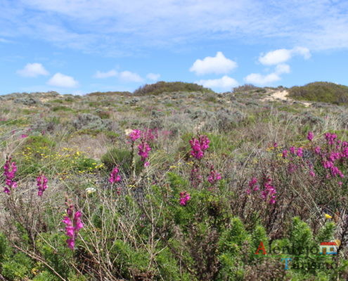 Dunas floridas - Parque Natural do Sudoeste Alentejano e Costa Vicentina