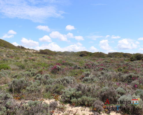 Dunas - primavera - Parque Natural do Sudoeste Alentejano e Costa Vicentina