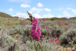 Antirrhinum cirrhigerum