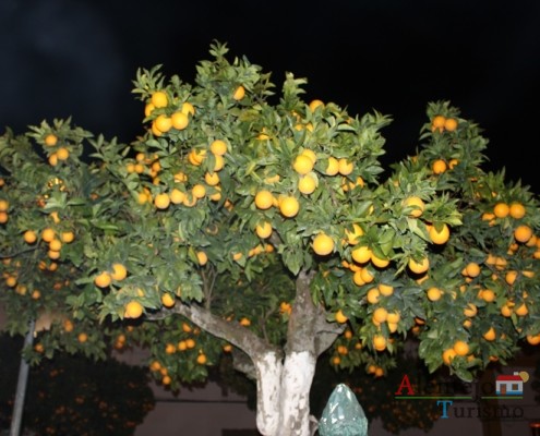 Laranjeira - Vila de Frades