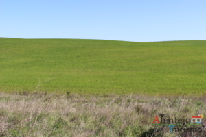 Campo verde.