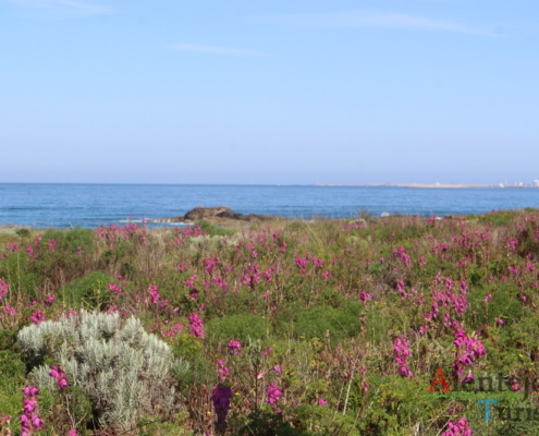 Parque Natural do Sudoeste Alentejano e Costa Vicentina