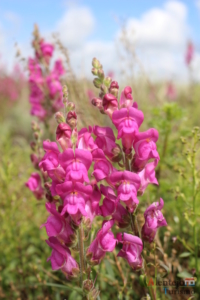 Antirrhinum cirrhigerum - bocas-de-lobo - erva bezerra