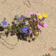Flores nas dunas
