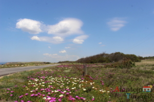 campo florido e nuvem