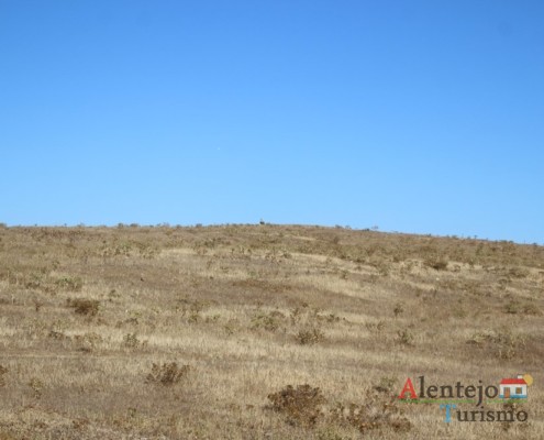 Abetarda - Rota CM1138 - Rota das Abetardas - Reserva da Biosfera da UNESCO