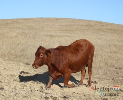 Gado bovino - Rota CM1138 - Rota das Abetardas - Reserva da Biosfera da UNESCO