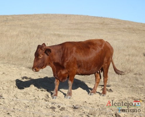 Gado bovino - Rota CM1138 - Rota das Abetardas - Reserva da Biosfera da UNESCO