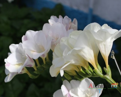 Flores - Alcarias – capital dos cata-ventos – concelho de Ourique
