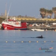 Golfinhos na praia Vasco da Gama - Baía de Sines - Concelho de Sines