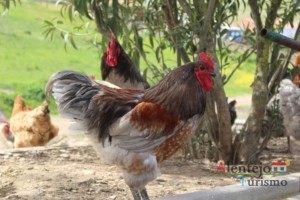 Galo - Aldeia dos Elvas - Concelho de Aljustrel