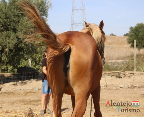Rabo de cavalo - Museu vivo – Grandaços – Concelho de Ourique - Alentejo
