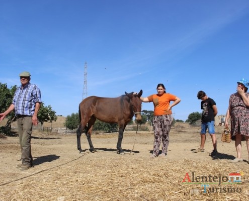 A mula nas lides do campo- Museu vivo – Grandaços – Concelho de Ourique - Alentejo