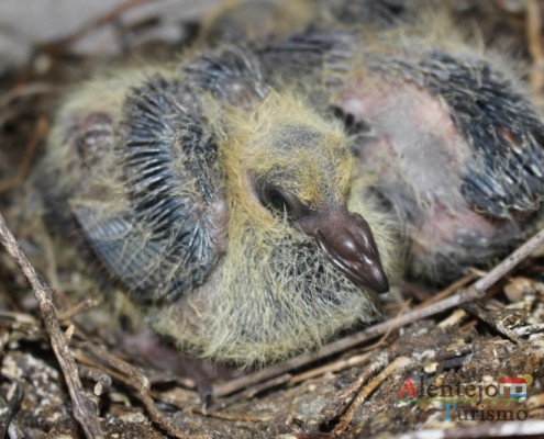 Borrachos – pombos - Alentejo