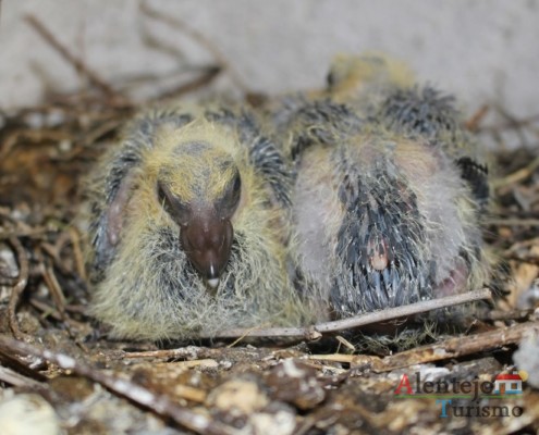 Borrachos – pombos - Alentejo
