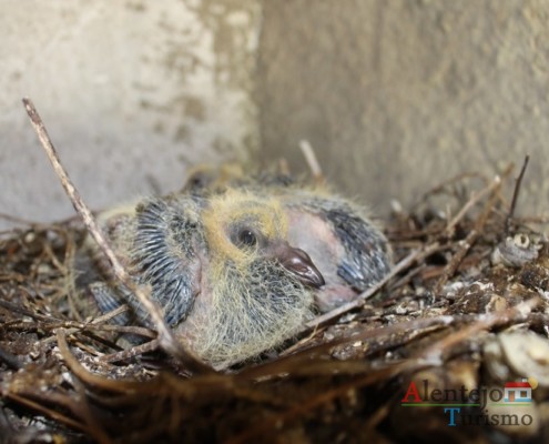 Borrachos – pombos - Alentejo