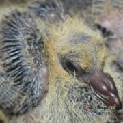 Borrachos – pombos - Alentejo