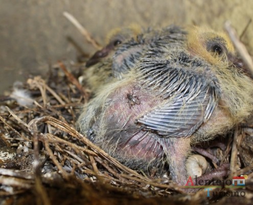 Borrachos – pombos - Alentejo