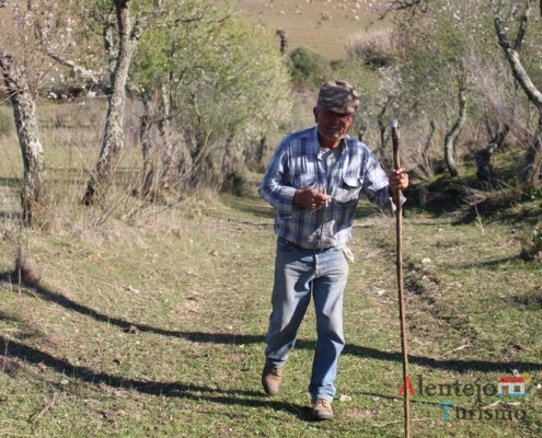 Pastor alentejano