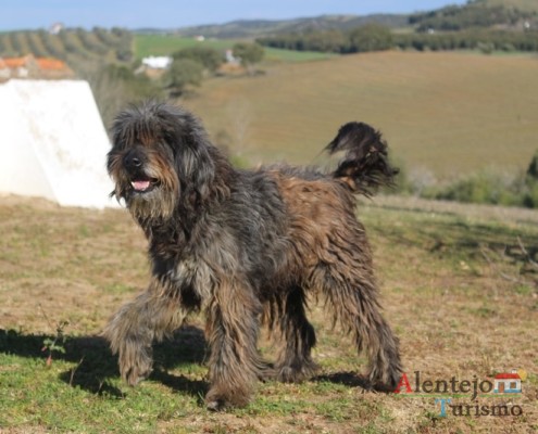 O cão do pastor alentejano