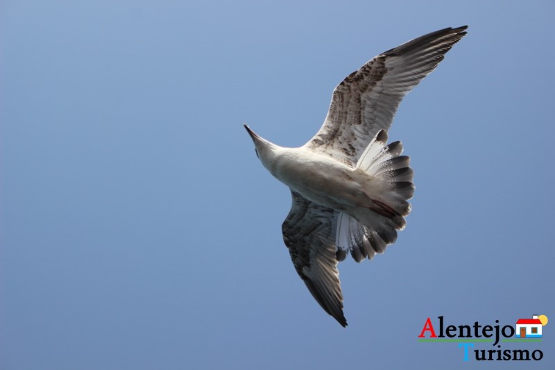 procissao_nossa_senhora_das_salvas_salas_sines_alentejo_alentejoturismoprocisão-Nossa-Senhora-das-salvas-222 procissao_nossa_senhora_das_salvas_salas_sines_alentejo_alentejoturismoprocisão-Nossa-Senhora-das-salvas-222