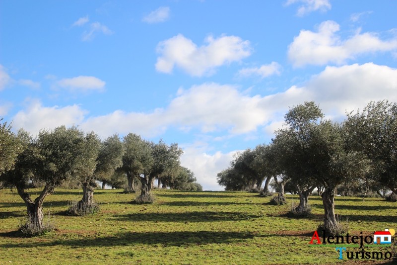 monte_da_redonda_safara_concelho_de_moura_alentejo_alentejoturismoIMG_4527 monte_da_redonda_safara_concelho_de_moura_alentejo_alentejoturismoIMG_4527