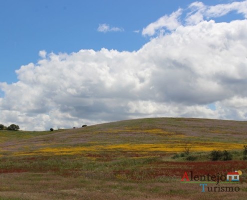 Campos na primavera - ida às atubras (trufas alentejanas) - concelho de Mértola - Alentejo