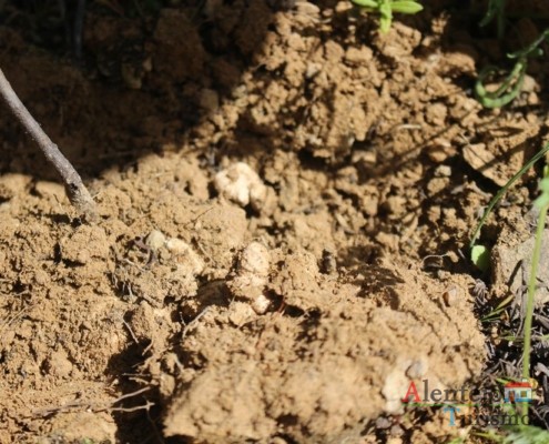 Atubras - trufas alentejanas - Concelho de Mértola - Alentejo
