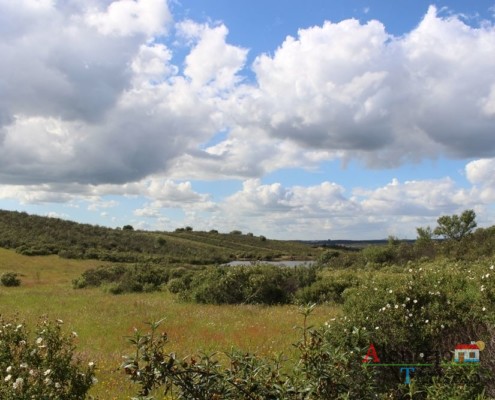 Estevas - campos na primavera - ida às atubras (trufas alentejanas) - concelho de Mértola - Alentejo