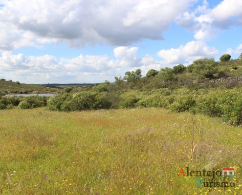 Campos na primavera – atubras ou trufas alentejanas - concelho de Mértola - Alentejo