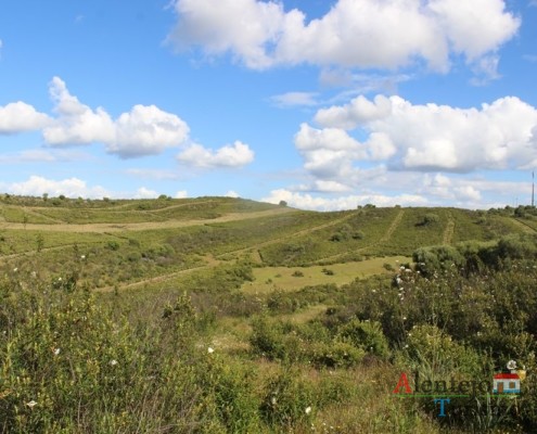 Estevas - Campos na primavera – atubras ou trufas alentejanas - concelho de Mértola - Alentejo