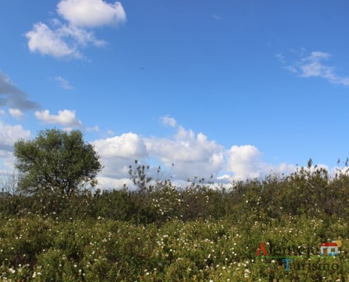 Esteva - campos na primavera - ida às atubras (trufas alentejanas) - concelho de Mértola - Alentejo