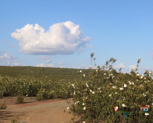 Estevas - campos na primavera - ida às atubras (trufas alentejanas) - concelho de Mértola - Alentejo