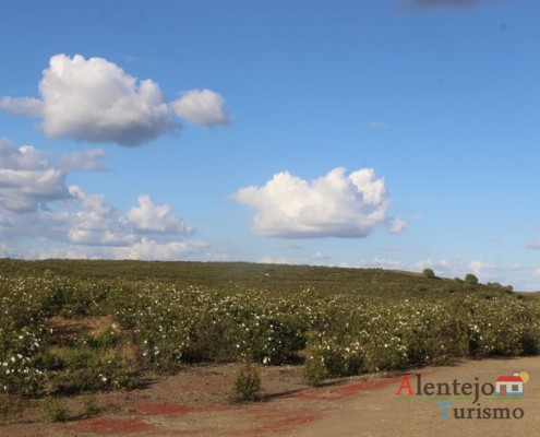 Estevas - campos na primavera - ida às atubras (trufas alentejanas) - concelho de Mértola - Alentejo