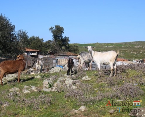 Durante o dia, os animais circulam livremente na zona do Regréssimo; Geraldos; Concelho de Castro Verde; Alentejo.