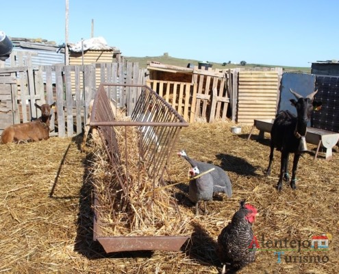 Fraca ou galinha pintada, galinha e cabras; Regréssimo; Geraldos; Concelho de Castro Verde; Alentejo.