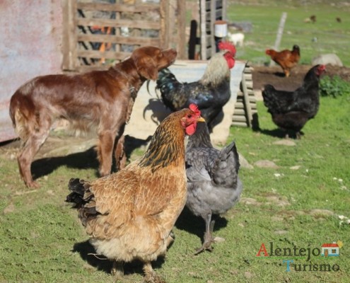 As galinhas, perante os estranhos, encontram proteção junto do cão de guarda; Regréssimo; Geraldos; Concelho de Castro Verde; Alentejo.