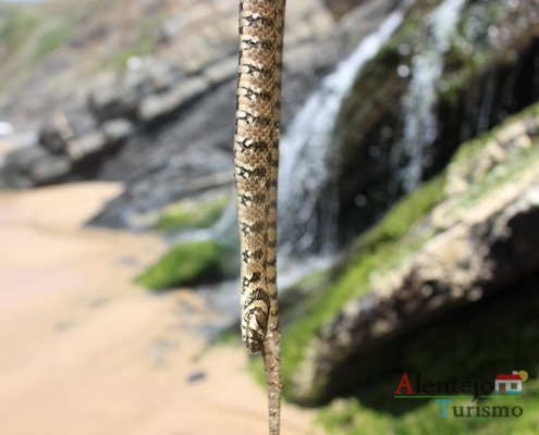 Cascatas das cobras – Praia da Amália – Concelho de Odemira