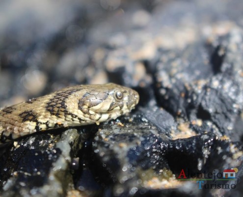 Cascatas das cobras – Praia da Amália – Concelho de Odemira