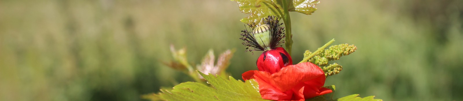 Maria Papoila; papoila; Alentejo