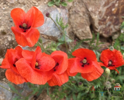 Papoilas - Alentejo