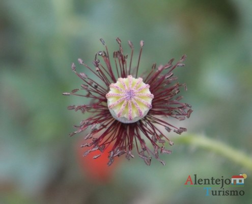 Papoila - Alentejo