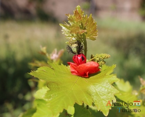 Papoila - boneca - brinquedos do Alentejo