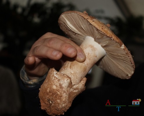 Cogumelos; Silarca ou tortulho (Amanita Ponderosa) – gastronomia – Alentejo - AlentejoTurismo